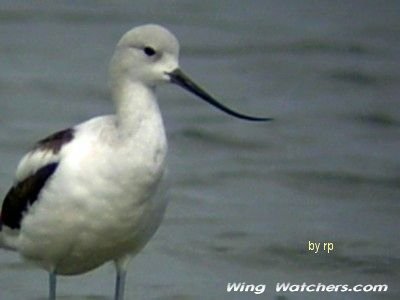 American Avocet by Ron Pelletier