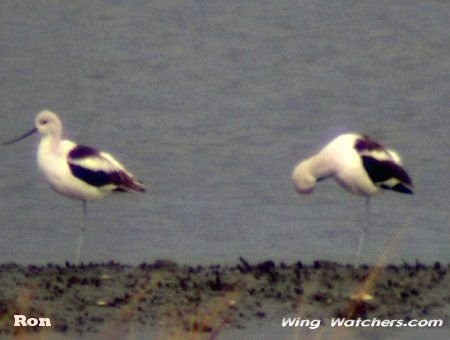 American Avocets by Ron Pelletier