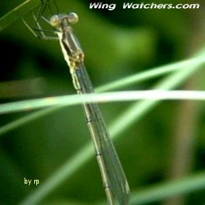 Eastern Forktail Damselfly by Dave Pelletier