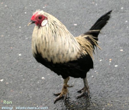 Banty Rooster by Ron Pelletier