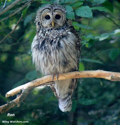 Barred Owl by Ron Pelletier