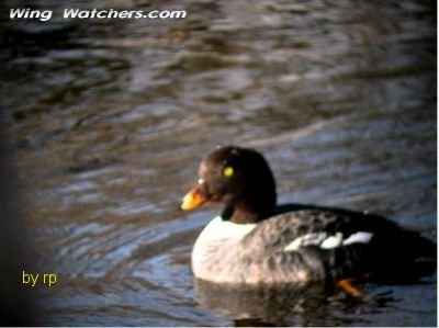 Barrow's Goldeneye (F) by Ron Pelletier