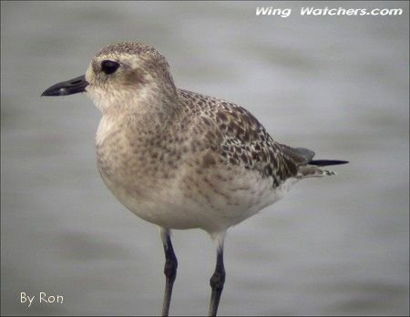 Black-bellied Plover in winter plummage by Ron Pelletier