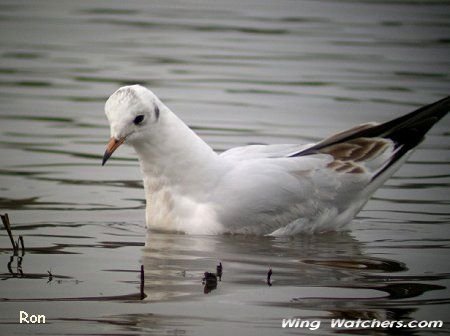 Black-headed Gull in 1st winter plummage by Ron Pelletier