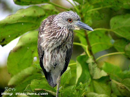 Black-crowned Nightheron juvenile by Ron Pelletier