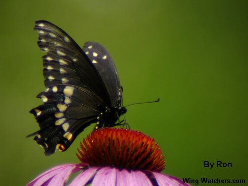 Black Swallowtail Butterfly by Ron Pelletier