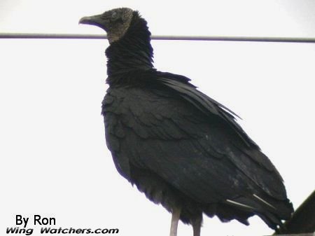 Black Vulture by Ron Pelletier