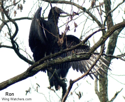 Black Vulture by Ron Pelletier