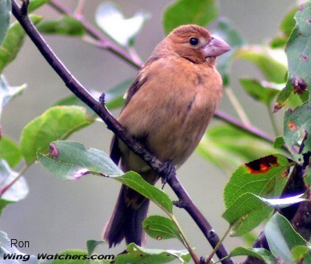 Blue Grosbeak (F) by Ron Pelletier