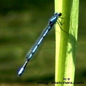 Bluet Damselfly species by Ron Pelletier