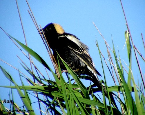 Bobolink (M) by Ron Pelletier