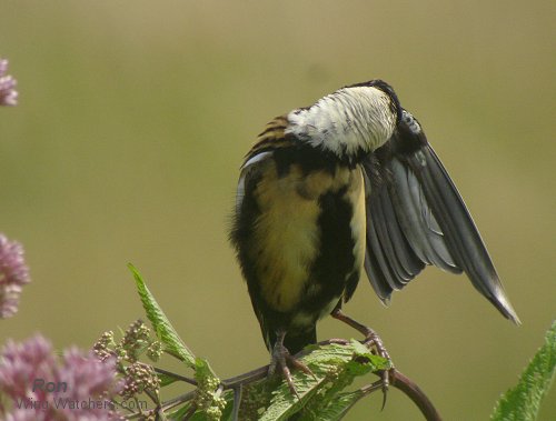 Bobolink [m-winter] by Ron Pelletier