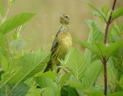 Bobolink [f-winter] by Ron Pelletier