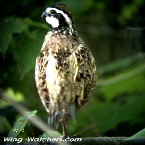 Northern Bobwhite by Ron Pelletier