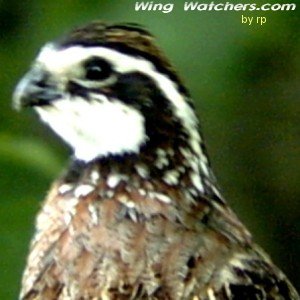 Northern Bobwhite by Ron Pelletier