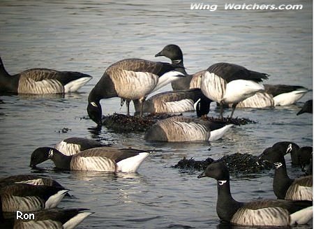 Brant by Ron Pelletier