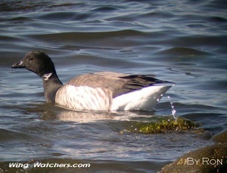 Brant by Ron Pelletier