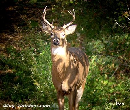 White-tailed Deer (buck) by Ron Pelletier