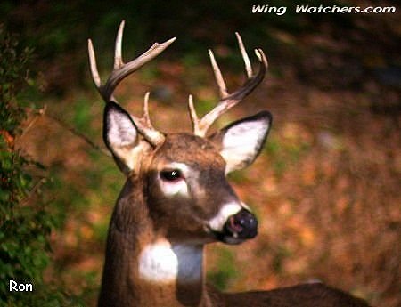 White-tailed Deer buck by Ron Pelletier