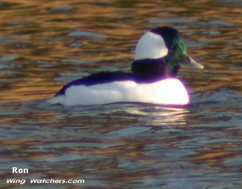 Bufflehead (M) by Ron Pelletier