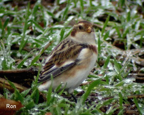 Snow Bunting (winter) by Ron Pelletier