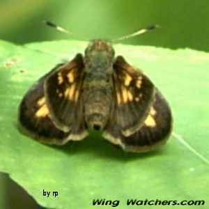 Indian Skipper by Ron Pelletier