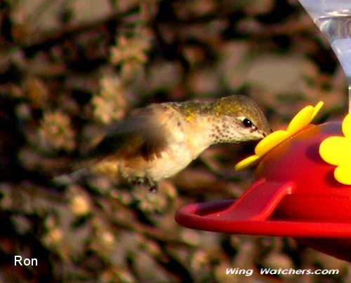 Calliope Hummingbird by Ron Pelletier