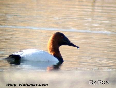 Canvasback (M) by Ron Pelletier