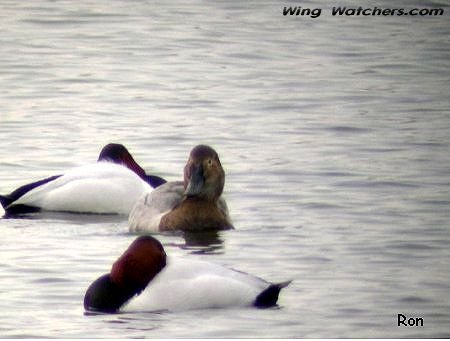 Canvasbacks with female facing us by Ron Pelletier