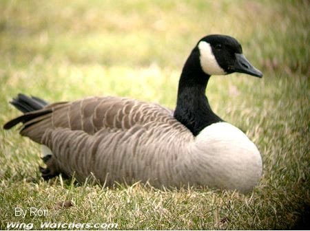 Canada Goose by Ron Pelletier