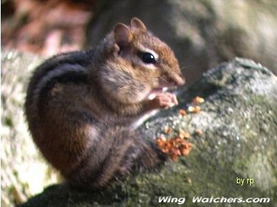 Chipmunk by Ron Pelletier