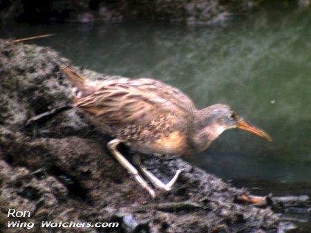 Clapper Rail by Ron Pelletier