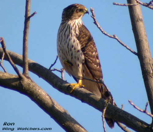 Cooper's Hawk (imm.) by Ron Pelletier