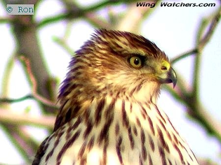 Cooper's Hawk (closeup) by Ron Pelletier