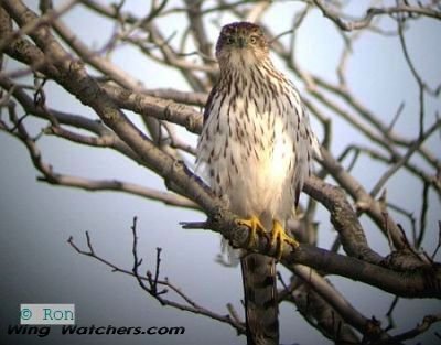 Cooper's Hawk (imm.) by Ron Pelletier