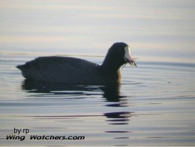 American Coot by Ron Pelletier