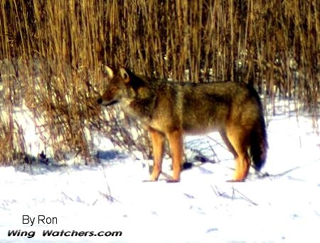 Coyote by Ron Pelletier