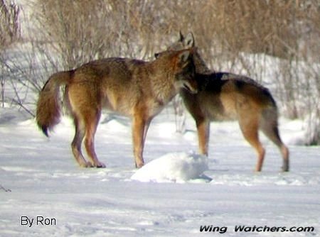 Coyotes by Ron Pelletier