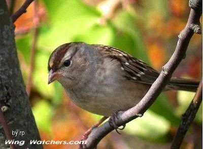 White-crowned Sparrow (juvenile) by Ron Pelletier