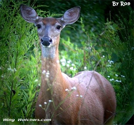 Deer by Ron Pelletier