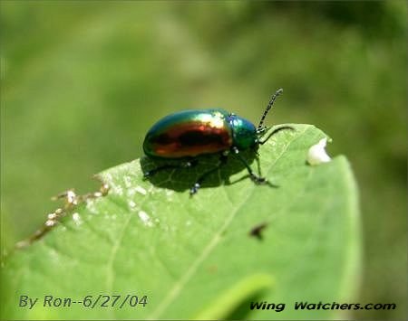 Dogbane Leaf Beetle, by Ron Pelletier