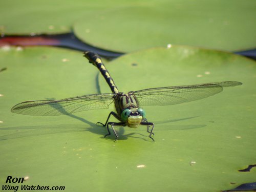 Unicorn Clubtail (ID by the Bug Guide) by Ron Pelletier