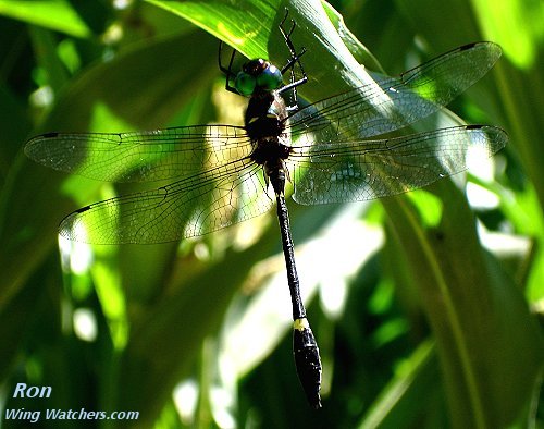 Unknown Dragonfly (Help?) by Ron Pelletier