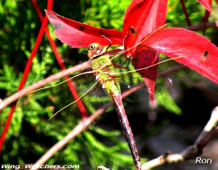 Green Darner by Ron Pelletier