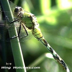 Eastern Pondhawk by Ron Pelletier