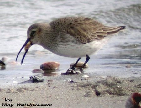 Dunlin in winter plummage by Ron Pelletier