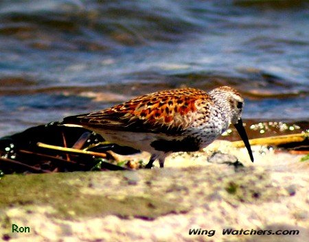 Dunlin in breeding plummage by Ron Pelletier