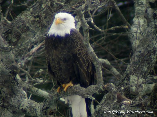 Bald Eagle by Ron Pelletier