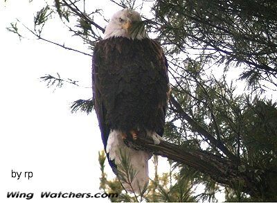 Bald Eagle by Ron Pelletier