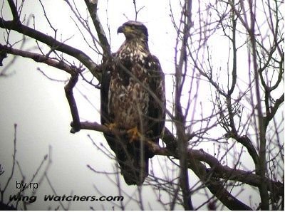 Bald Eagle (imm.) by Ron Pelletier